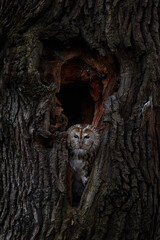 Wall Mural - Tawny owl (Strix aluco) with Eurasian treecreeper, Certhia familiaris, Prague in Czech Republic, Europe. Owl in the tree nest hole in the city forest. Bird behaviour in the nature. Wildlife in trees.