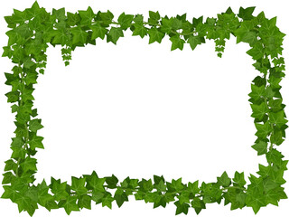 Wall Mural - cartoon ivy frame, rectangle border with leaves