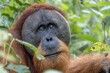 Closeup of a Sumatran orangutan (Pongo abelii) in Sumatra, Indonesia