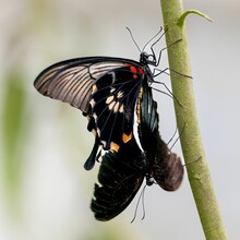 Great Mormon Butterflies Clinging To A Green Plant Stem, Doing The Courtship Rituals