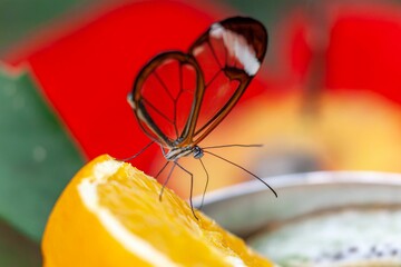 Wall Mural - Glasswing butterfly foraging on a slice of orange fruit with blur background