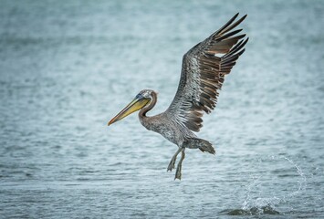 Sticker - Close-up shot of a brown pelican flying over water