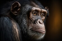 Chimpanzee Portrait On Dark Background, Close-up. Generative AI