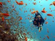© Ayman - Diver at red sea with lots of fish