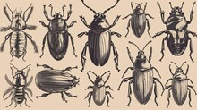 Assortment Of Hand Drawn Insects, Including Beetles. Unique And Artistic Collection. Generative AI