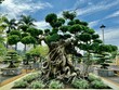 Scenic view of a large bonsai tree with curved trunk in Vietnamese temple park under blue sky