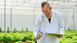 © Prathankarnpap - Caucasian male scientist examining the quality organic vegetable with magnifying glass in industrial hydroponic greenhouse