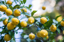 A Lemon Tree With Many Ripe Lemons On It. 