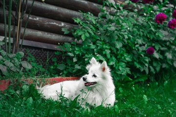 Poster - Cute Japanese Spitz dog (Canis lupus familiaris) sitting in the grass at a flower garden