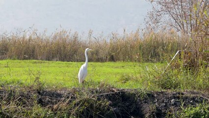 Sticker - White Egret on a grassy river shore with low vegetation in the background, on a sunny day, in 4k