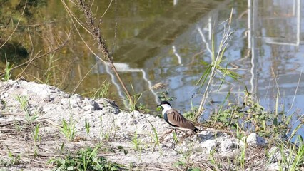 Sticker - Spur-winged lapwing on a grassy river shore with a river in the background, on a sunny day, in 4k