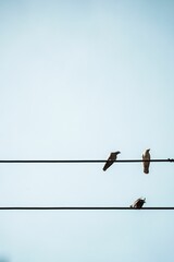 Poster - Low-angle of three birds, sitting on electric cables, on a sunny day, with a blue sky above