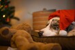 Cute dog wearing a Santa Claus hat on Christmas