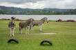 Three plains zebra are standing on the grass covered bank of the Albert Falls dam, KwaZulu-Natal. 