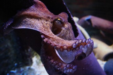 An octopus swimming under the water