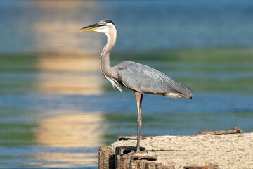 Sticker - Closeup of a great blue heron (Ardea herodias) on the coast with blurred sea on the background