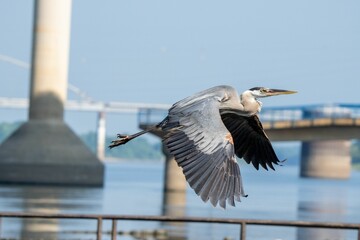 Poster - Closeup of a great blue heron (Ardea herodias) during its flight