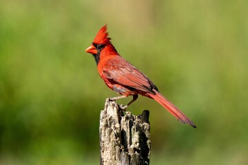 closeup of a northern cardinal (cardinalis cardinalis) perched on a wood against blurred background