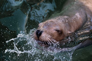 Wall Mural - Closeup shot of a wet brown seal swimming in a green pond