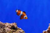 Fototapeta Do akwarium - Underwater shot of fish Amphiprion ocellaris