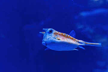 Sticker - Underwater shot of fish Lactoria cornuta
