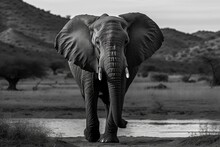Pilanesberg National Park, Kalahari And Lowveld, Thirsty Big 5 Animal Black And White Shot, Bull Elephant Walking To The Dam. Generative AI