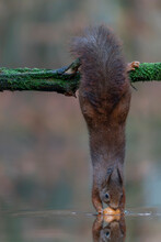 Eurasian Red Squirrel (Sciurus Vulgaris) Is Hanging Upside Down To Collect Food In The Forest Of The Netherlands. A Red Squirrel Hangs Precariously From A Branch Over A Pond.                    