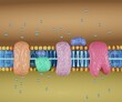 The electron transport chain is a series of proteins and organic molecules found in the inner membrane of the mitochondria 3d rendering