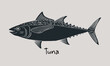 Hand drawn tuna fish in sketch style. Simple vector isolated illustration on beige background
