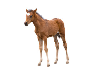 Sticker - brown thoroughbred foal isolated on white