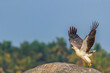 A White bellied sea eagle taking off