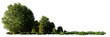small grove, trees and bushes in an open forest, isolated on transparent background banner with empty space