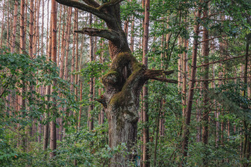 Wall Mural - Oddly shaped tree next to road near Radziejowice town, Zyrardow County, Poland