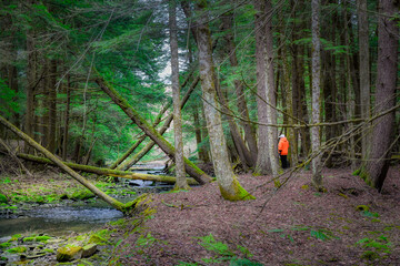 Wall Mural - With no snow on the ground on this cold winter day, you might think it was Spring or Summer. Wife dressed in orange stands in the forest along a creek in Cole Park in Windsor in Upstate NY.
