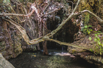 Canvas Print - Natural grotto of the Baths of Aphrodite Botanical Garden in Akamas National Forest on the Akamas Peninsula, Paphos District in Cyprus