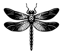 Dragonfly Hand Drawing Vintage Engraving Illustration
