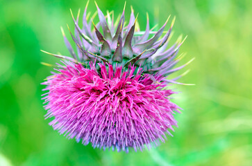 Poster - musk thistle (carduus nutans) in flower with a green background