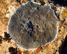 The Crustacean Lichen Lecanora Sp. On A Calcareous Rock