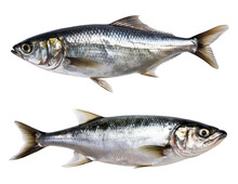 Two Fresh Sardines Isolated On Transparent PNG Background. Created With Generative AI.