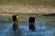 Pair of horses standing in pond water on Texas farm