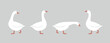 Goose logo. Isolated goose on white background. Bird