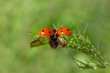 ladybird flying off green plant