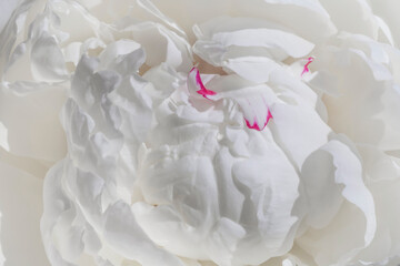 Poster - close up of white peony