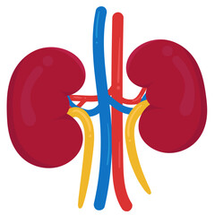 Wall Mural - Human Kidney are two bean-shaped organs.