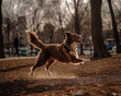 Ein springender glücklicher Hund im Park