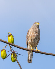 eagle perched on a tree branch