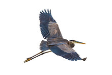 Great Blue Heron (Ardea Herodias) Photo In Flight On A Transparent Background