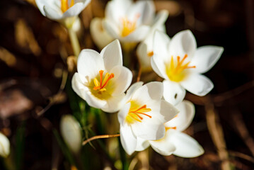 Sticker - white crocuses in the garden