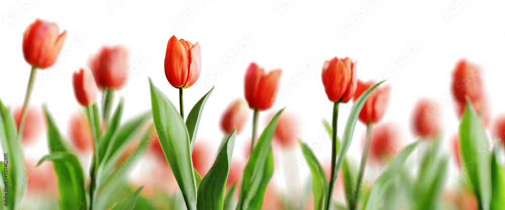 Group of red beautiful tulips isolated on transparent background ...