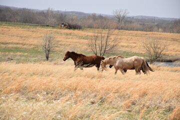 Poster - Horses in a Field